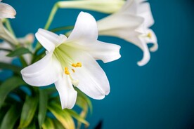 鲜花