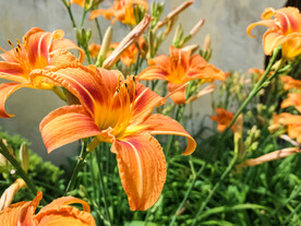 鲜花
