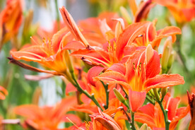 鲜花