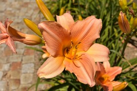 鲜花