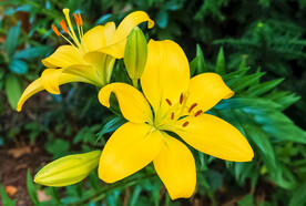 鲜花