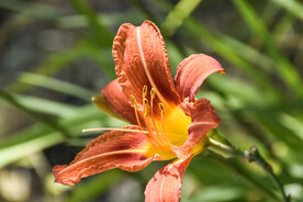 鲜花