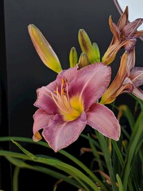 鲜花
