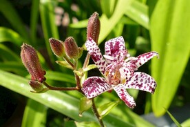 鲜花