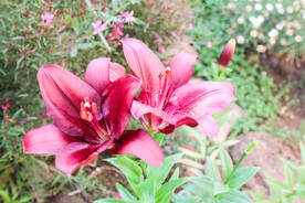 鲜花