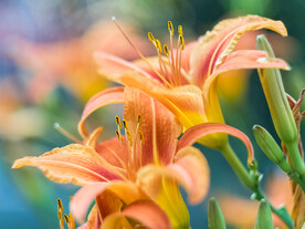 鲜花