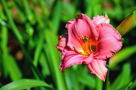 鲜花