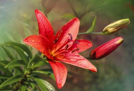 鲜花