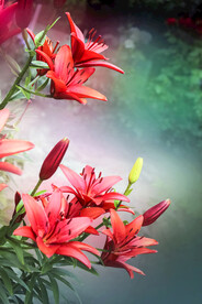 鲜花