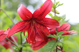鲜花