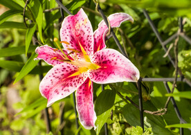 鲜花