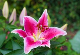 鲜花
