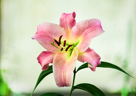 鲜花