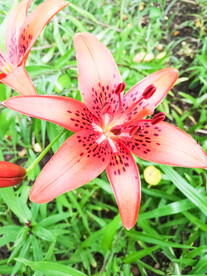 鲜花