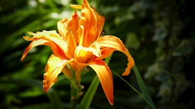 鲜花