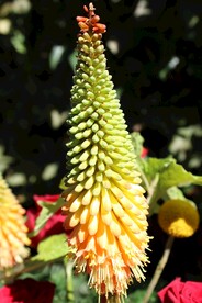 鲜花