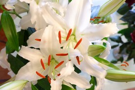 鲜花