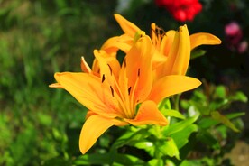 鲜花