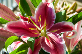 鲜花