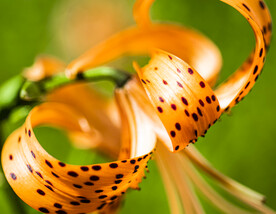 鲜花
