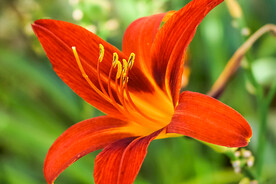 鲜花