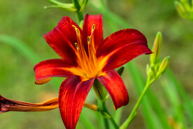 鲜花