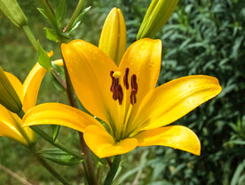 鲜花
