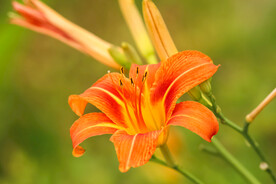 鲜花