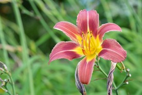 鲜花