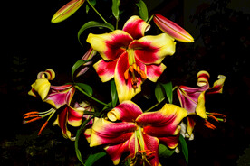 鲜花