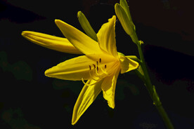 鲜花