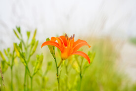 鲜花