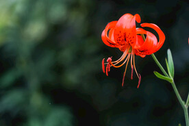 鲜花