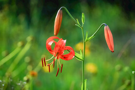 鲜花