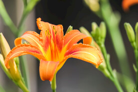 鲜花