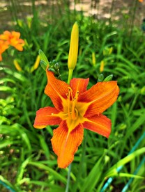 鲜花