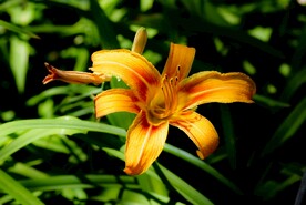 鲜花