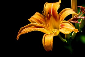 鲜花