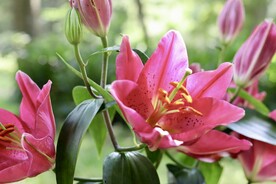 鲜花