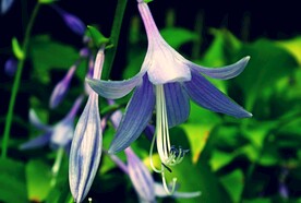 鲜花