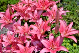 鲜花