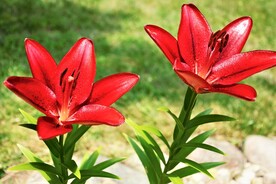 鲜花