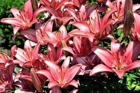 鲜花