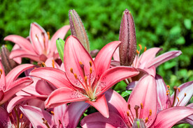 鲜花