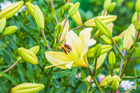鲜花