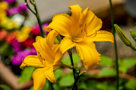 鲜花