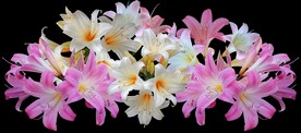 鲜花