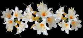 鲜花