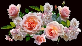 玫瑰花