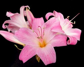 鲜花
